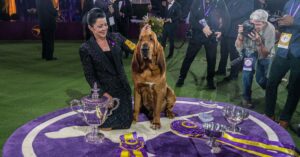 Read more about the article 2022 Westminster Dog Show in Photos