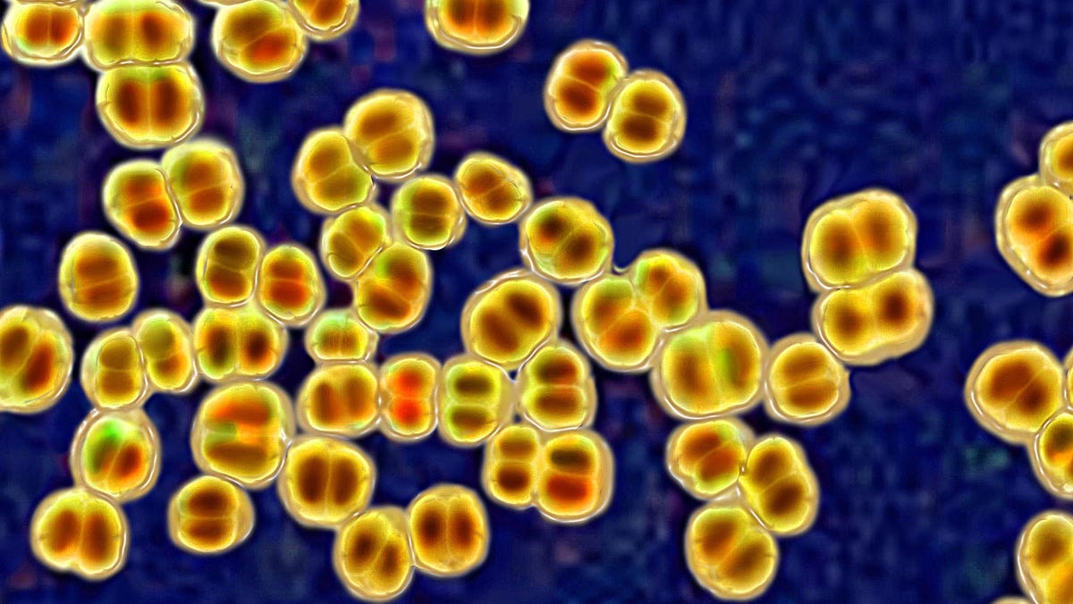 You are currently viewing Life-Threatening Meningococcal Infections Strike Florida