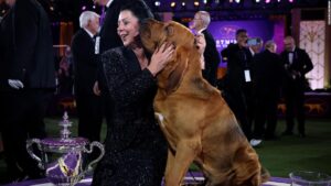 Read more about the article Trumpet, a bloodhound, wins Best in Show at the Westminster Dog Show