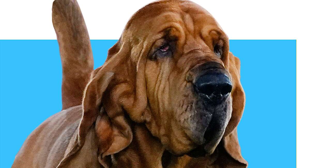 You are currently viewing Trumpet the Bloodhound Wins Best in Show at the 2022 Westminster Dog Show