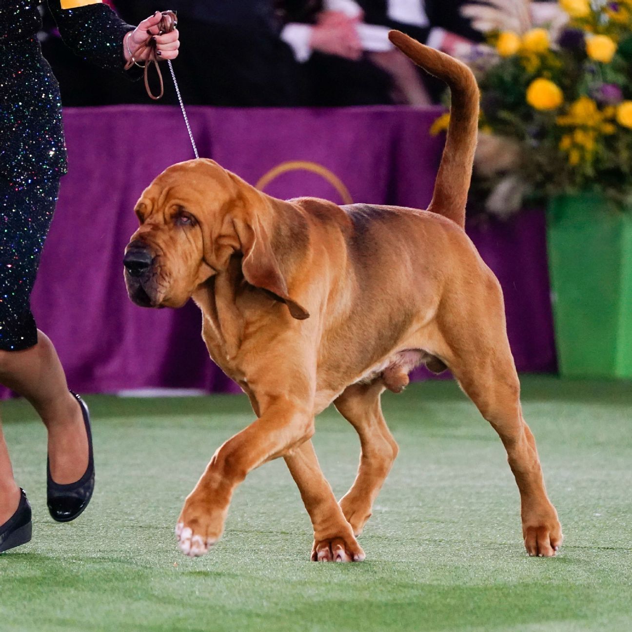 You are currently viewing Trumpet the bloodhound wins Westminster Kennel Club Dog Show; French bulldog co-owned by NFL’s Morgan Fox takes second
