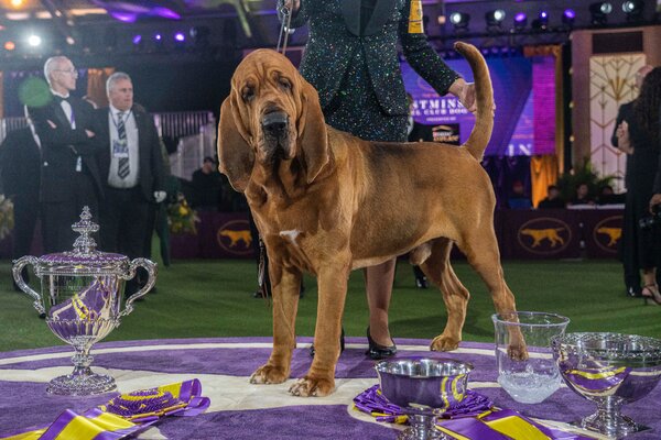 You are currently viewing Westminster Dog Show 2022: Photos and Highlights