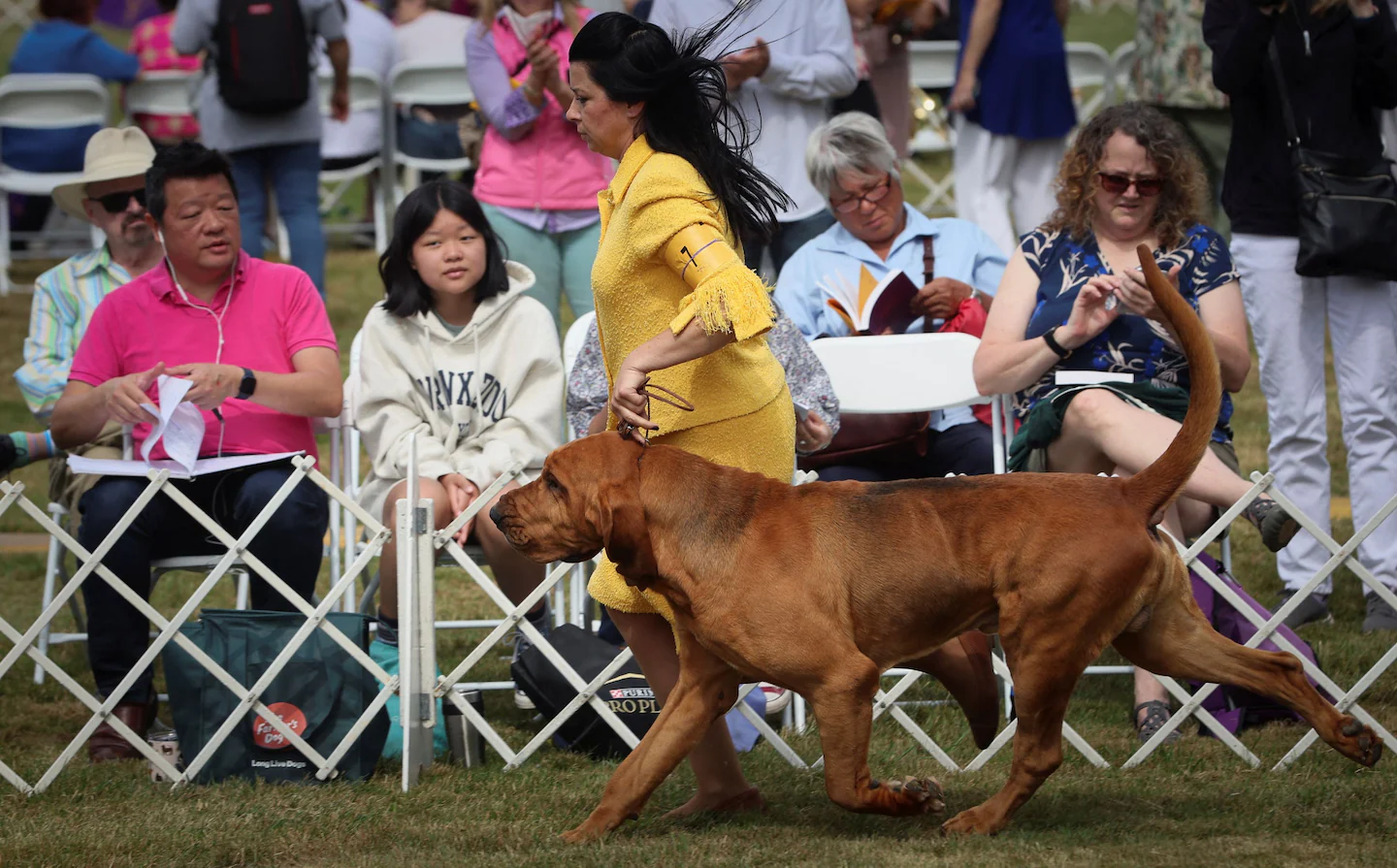 You are currently viewing Westminster Dog Show 2022: Trumpet the bloodhound wins Best in Show