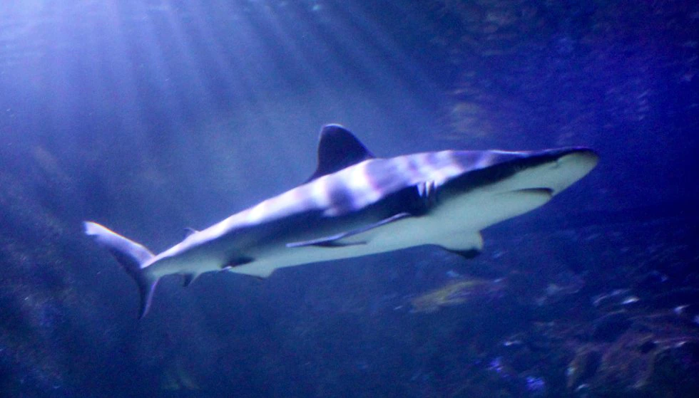 Read more about the article It’s Shark Week at the aquarium