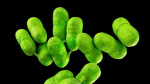 Read more about the article New listeria outbreak linked to Florida leaves 1 dead, 23 total infected