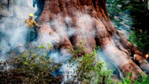 Read more about the article Yosemite Park fire: Blaze threatening Yosemite’s famed grove of giant sequoia trees is still growing