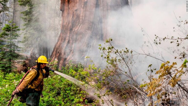 Read more about the article Yosemite Park fire: Fire crews use proactive measures to protect renowned sequoias as blaze grows